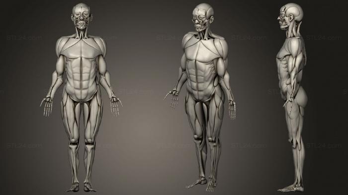 Анатомия скелеты и черепа (Человеческий скелет с мышцами, ANTM_1492) 3D модель для ЧПУ станка