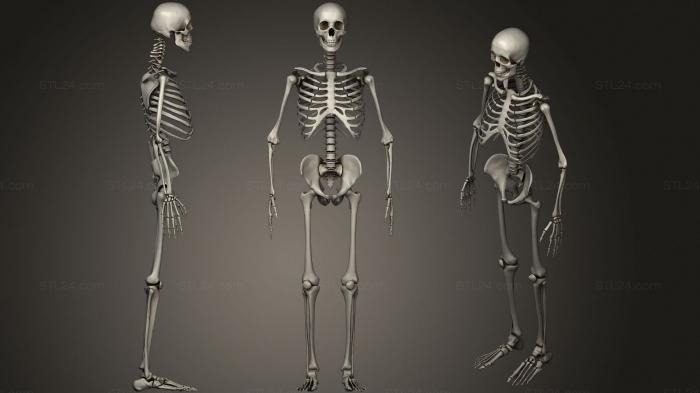 Анатомия скелеты и черепа (Человеческий Скелет, ANTM_1493) 3D модель для ЧПУ станка