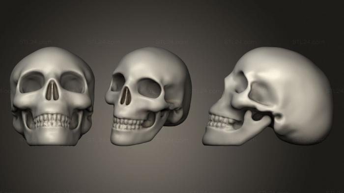 Anatomy of skeletons and skulls (Human Skull (1), ANTM_1494) 3D models for cnc