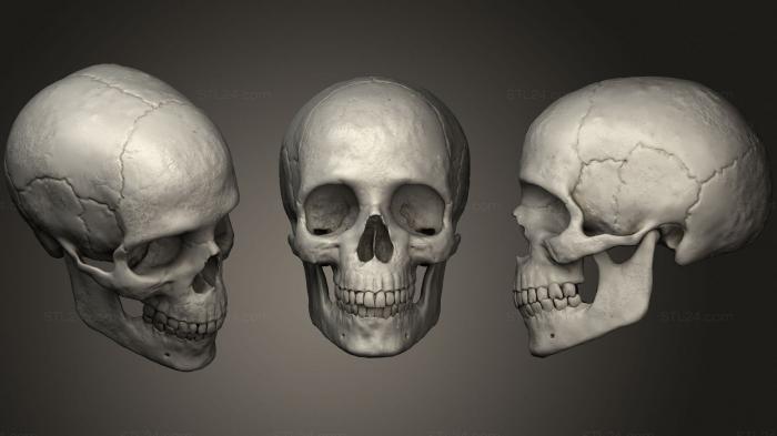 Anatomy of skeletons and skulls (Human skull Crneo humano 2, ANTM_1495) 3D models for cnc