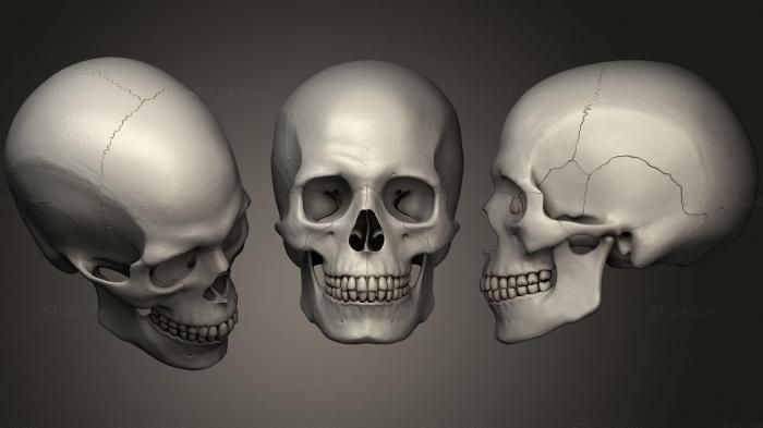 Анатомия скелеты и черепа (Человеческий череп для Художника, ANTM_1496) 3D модель для ЧПУ станка
