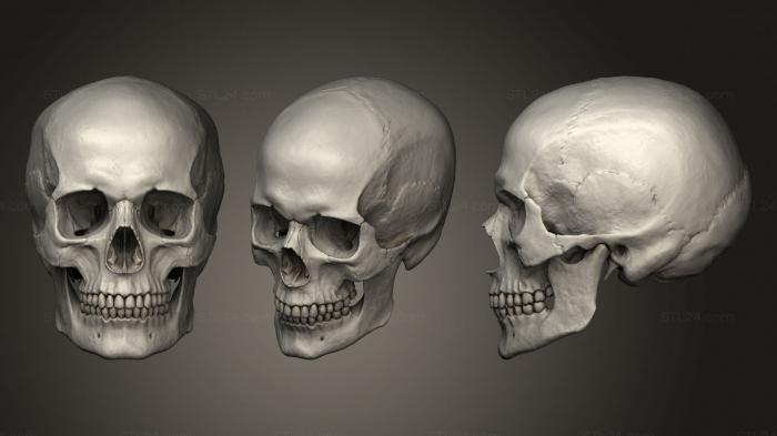 Анатомия скелеты и черепа (Человеческий Череп С высокой детализацией, ANTM_1497) 3D модель для ЧПУ станка