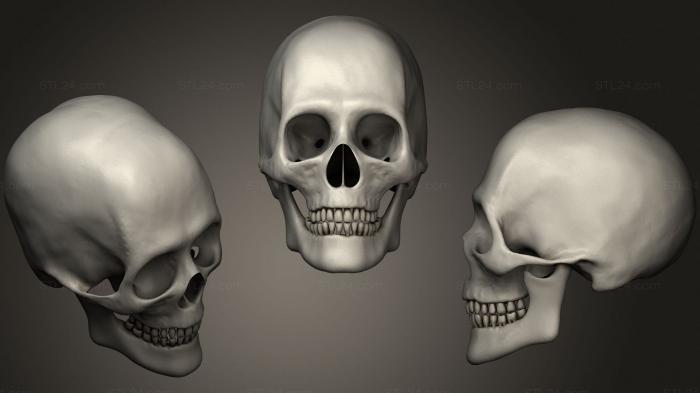 Anatomy of skeletons and skulls (Human Skull 2, ANTM_1498) 3D models for cnc