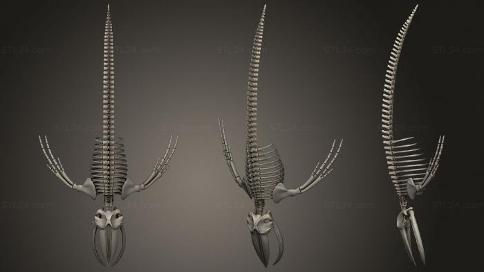 Анатомия скелеты и черепа (Скелет Горбатого Кита, ANTM_1500) 3D модель для ЧПУ станка