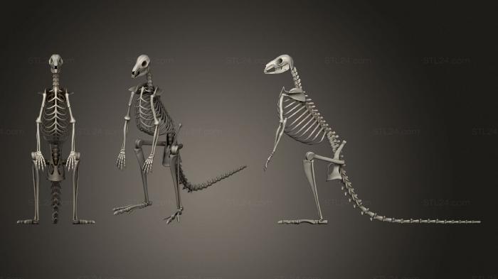 Anatomy of skeletons and skulls (Kangaroo Skeleton, ANTM_1502) 3D models for cnc