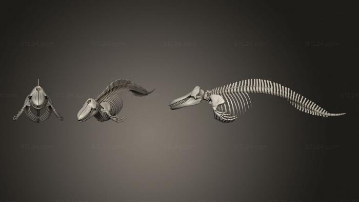 Anatomy of skeletons and skulls (Killer Whale Orca Skeleton, ANTM_1503) 3D models for cnc