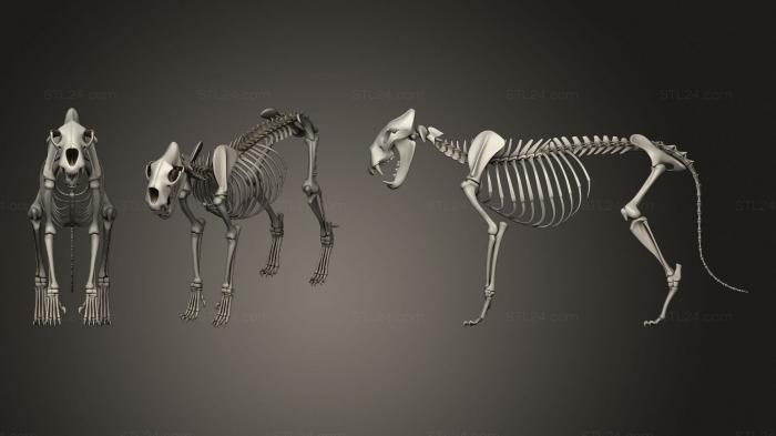 Анатомия скелеты и черепа (Скелет льва, ANTM_1506) 3D модель для ЧПУ станка