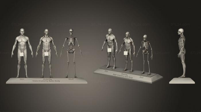 Анатомия скелеты и черепа (Мужская Анатомия Базового Тела, ANTM_1508) 3D модель для ЧПУ станка
