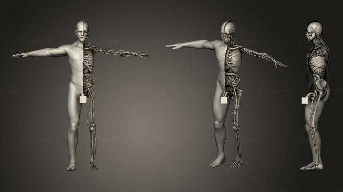 Анатомия скелеты и черепа (Медицинская анатомия мужчины, ANTM_1510) 3D модель для ЧПУ станка