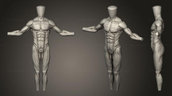 Анатомия скелеты и черепа (Мужская анатомия, ANTM_1512) 3D модель для ЧПУ станка