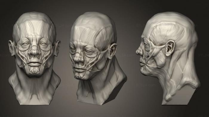 Анатомия скелеты и черепа (Мужская Скульптура Головы Ecorche Поверхностная Мышца, ANTM_1517) 3D модель для ЧПУ станка
