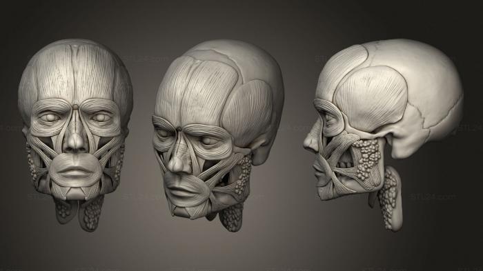 Анатомия скелеты и черепа (Мужская Лицевая Мышца Ecorche, ANTM_1518) 3D модель для ЧПУ станка
