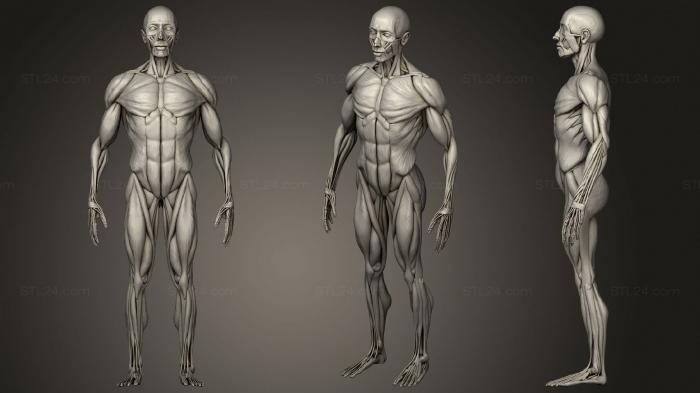 Анатомия скелеты и черепа (Мужской Экорше  Всего Тела, ANTM_1519) 3D модель для ЧПУ станка