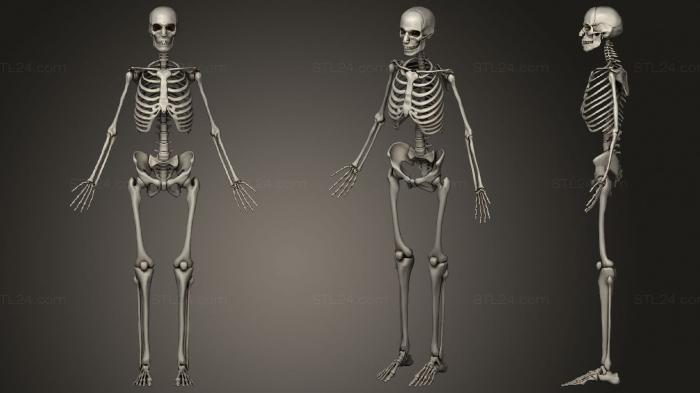 Анатомия скелеты и черепа (Мужская Костная система Скелет, ANTM_1542) 3D модель для ЧПУ станка