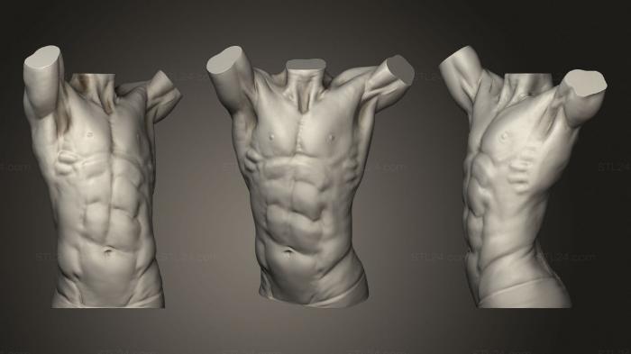 Анатомия скелеты и черепа (Анатомия мужского туловища, ANTM_1543) 3D модель для ЧПУ станка