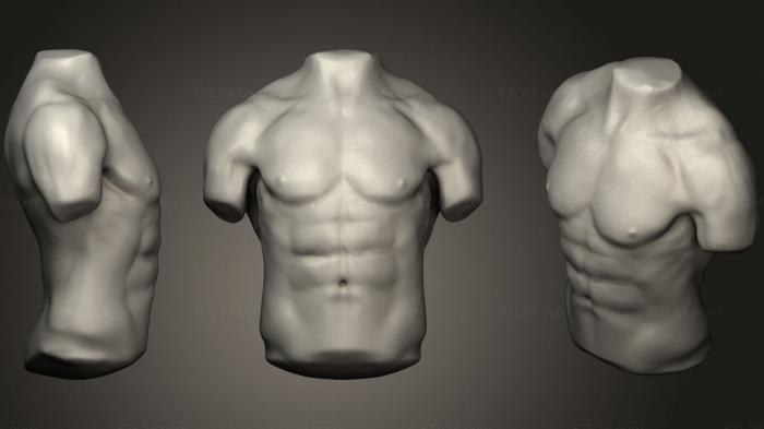 Male torso