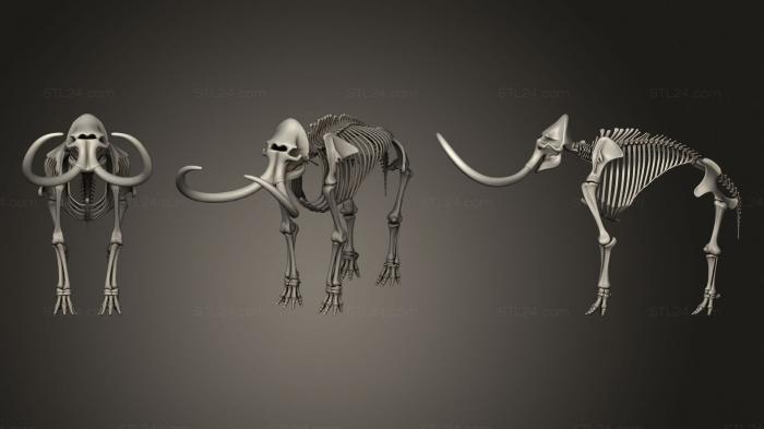 Анатомия скелеты и черепа (Скелет мамонта, ANTM_1545) 3D модель для ЧПУ станка