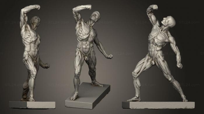 Muscle Body Sculpture