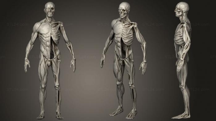 Анатомия скелеты и черепа (Мускулистый Мужчина, ANTM_1554) 3D модель для ЧПУ станка