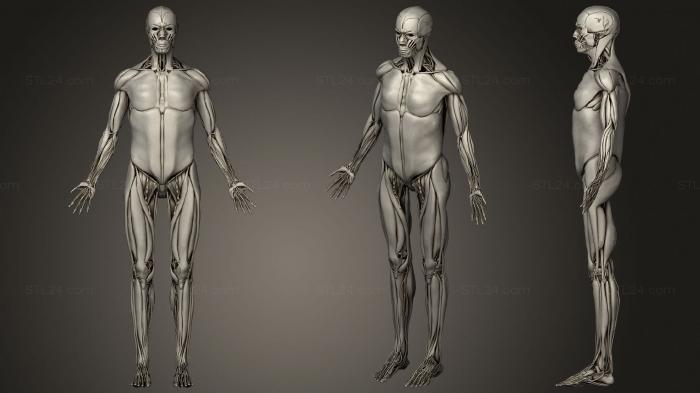Анатомия скелеты и черепа (Опорно-двигательный аппарат с Нервами, Сосудами и Лимфатикой, ANTM_1555) 3D модель для ЧПУ станка