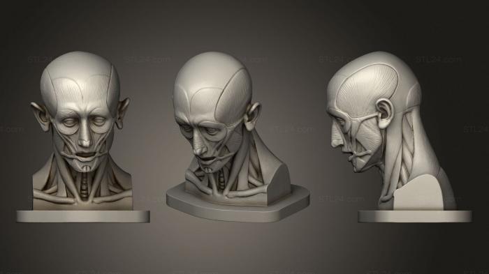 Анатомия скелеты и черепа (Мускулистая голова, ANTM_1557) 3D модель для ЧПУ станка