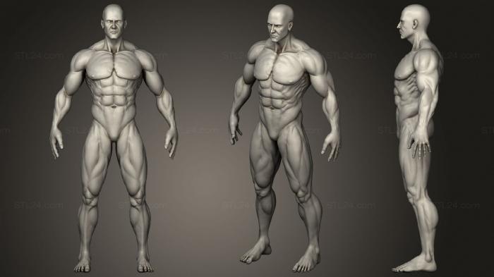 Мышечная анатомия человека Базовая сетка человека
