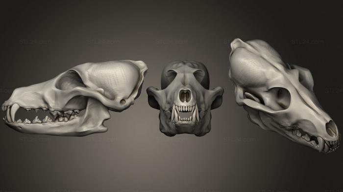 Анатомия скелеты и черепа (Череп Собаки эпохи неолита 2, ANTM_1563) 3D модель для ЧПУ станка