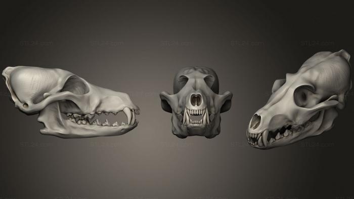 Anatomy of skeletons and skulls (Neolithic Dog Skull, ANTM_1564) 3D models for cnc