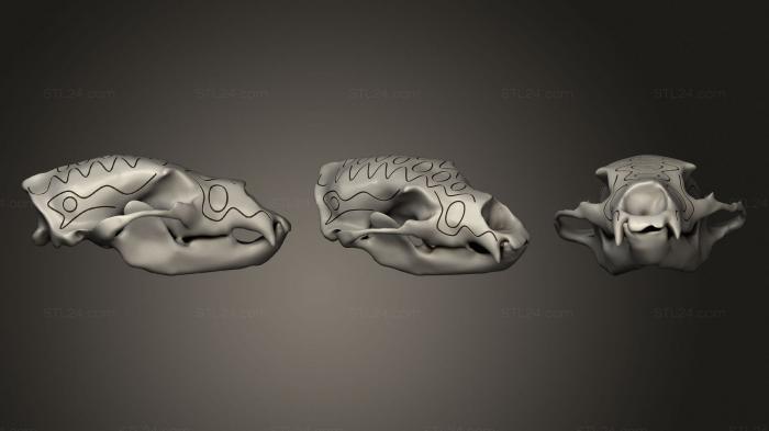 Анатомия скелеты и черепа (Богато Украшенный Череп Медведя, ANTM_1568) 3D модель для ЧПУ станка