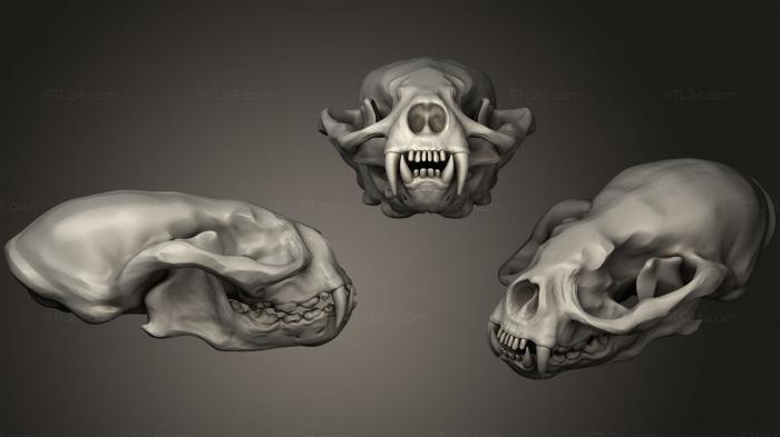 Анатомия скелеты и черепа (Череп выдры 2, ANTM_1569) 3D модель для ЧПУ станка
