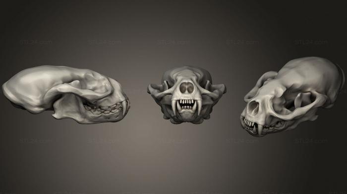 Анатомия скелеты и черепа (Череп Выдры, ANTM_1570) 3D модель для ЧПУ станка