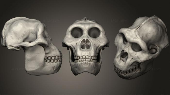 Анатомия скелеты и черепа (Парантроп Босей 2, ANTM_1571) 3D модель для ЧПУ станка