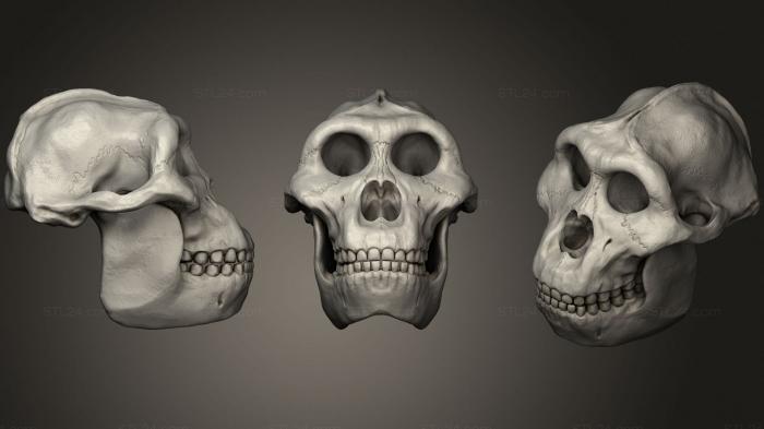 Анатомия скелеты и черепа (Парантроп Босей 77, ANTM_1572) 3D модель для ЧПУ станка