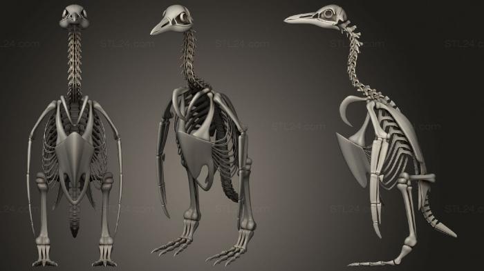 Anatomy of skeletons and skulls (Penguin Skeleton, ANTM_1574) 3D models for cnc