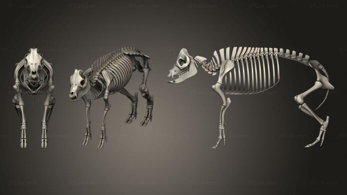Anatomy of skeletons and skulls (Pig Skeleton, ANTM_1575) 3D models for cnc
