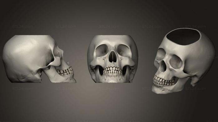 Anatomy of skeletons and skulls (Planter Skull, ANTM_1581) 3D models for cnc