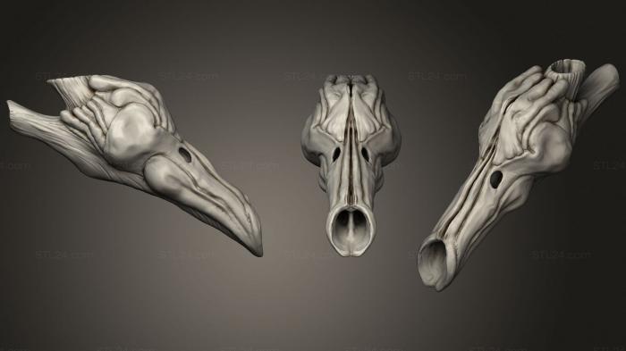 Анатомия скелеты и черепа (Резонаторная камера Raptor, ANTM_1586) 3D модель для ЧПУ станка