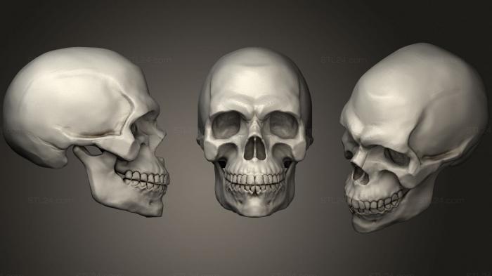 Анатомия скелеты и черепа (Реалистичный человеческий Мужской череп для рисования ссылка 2, ANTM_1590) 3D модель для ЧПУ станка