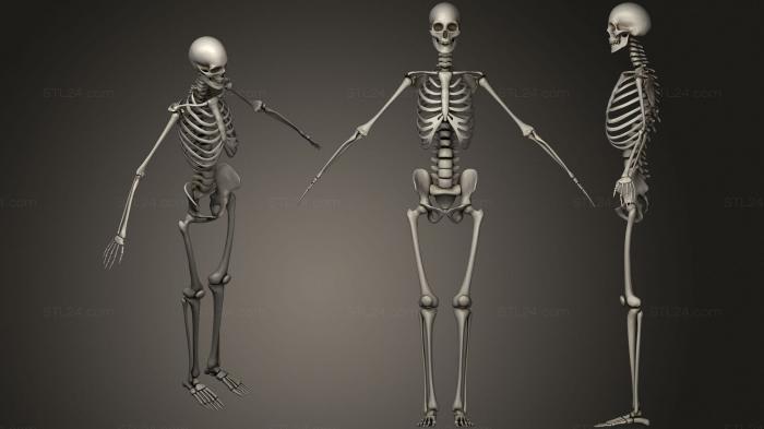 Анатомия скелеты и черепа (Сфальсифицированный Скелет, ANTM_1592) 3D модель для ЧПУ станка