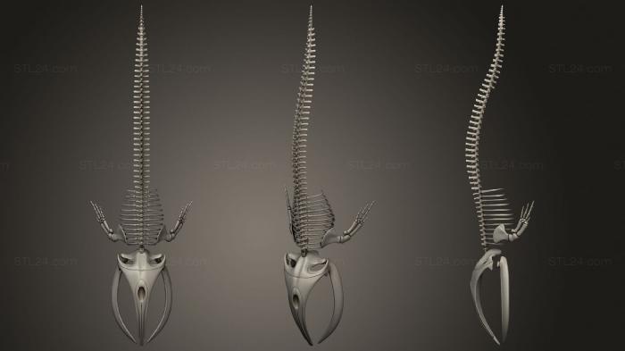 Anatomy of skeletons and skulls (Right Whale Skeleton, ANTM_1593) 3D models for cnc