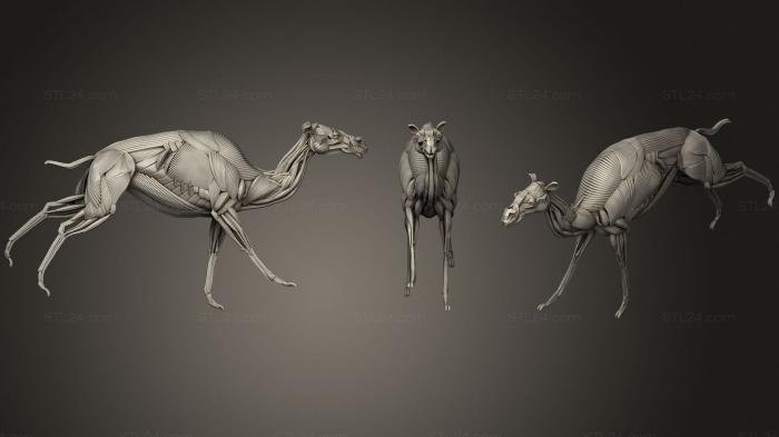 Anatomy of skeletons and skulls (Running camel ecorche, ANTM_1597) 3D models for cnc