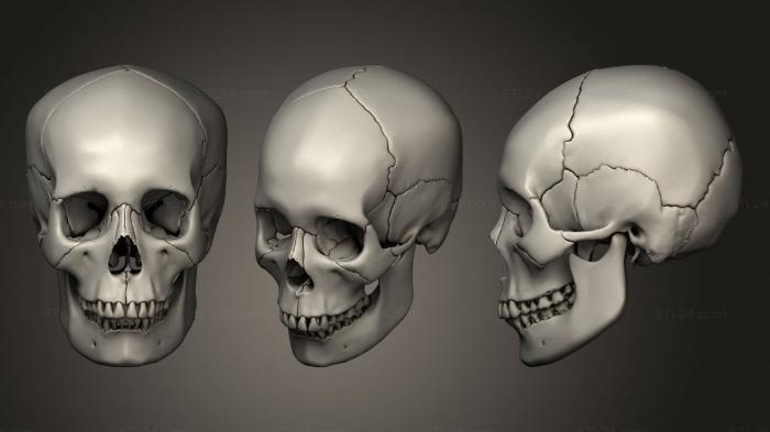 Анатомия скелеты и черепа (Череп нормальный, ANTM_1605) 3D модель для ЧПУ станка