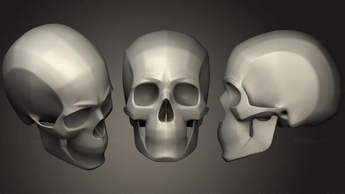 Анатомия скелеты и черепа (Формы человеческого черепа, ANTM_1612) 3D модель для ЧПУ станка