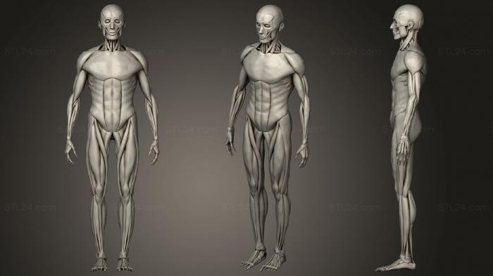 Анатомия скелеты и черепа (Упрощенная Мужская Мышечная система, ANTM_1613) 3D модель для ЧПУ станка