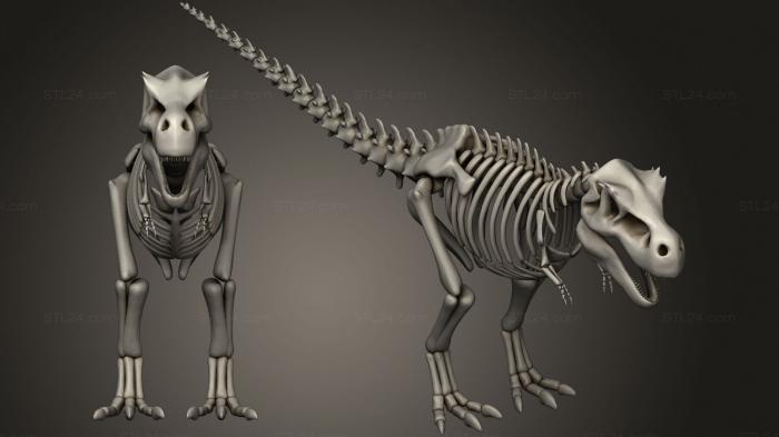 Анатомия скелеты и черепа (Скелет Тираннозавра 2, ANTM_1614) 3D модель для ЧПУ станка