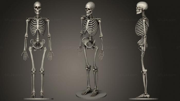 Anatomy of skeletons and skulls (Skeleton 2, ANTM_1615) 3D models for cnc