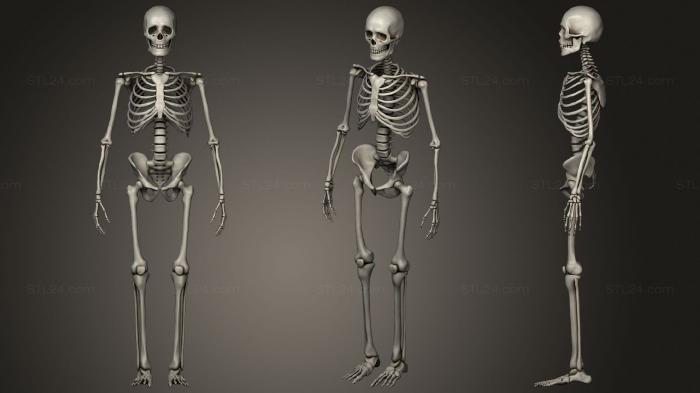 Анатомия скелеты и черепа (Скелет 19, ANTM_1616) 3D модель для ЧПУ станка