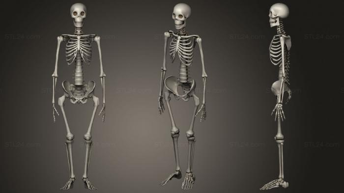 Анатомия скелеты и черепа (Скелет 56, ANTM_1617) 3D модель для ЧПУ станка