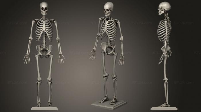 Анатомия скелеты и черепа (Скелет стоящий 2, ANTM_1620) 3D модель для ЧПУ станка