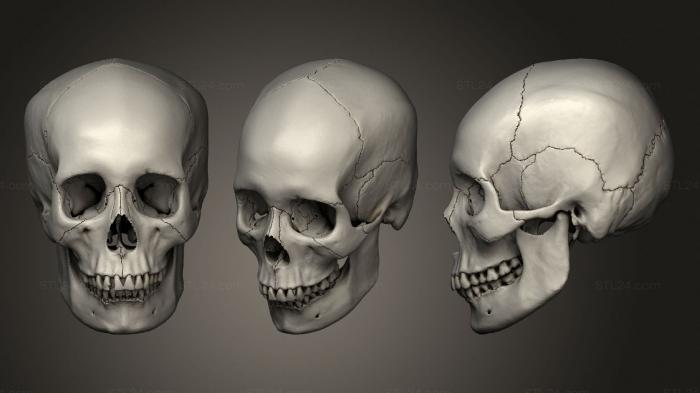 Анатомия скелеты и черепа (Череп (2), ANTM_1627) 3D модель для ЧПУ станка